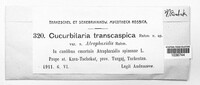 Cucurbitaria transcaspica image